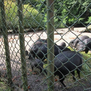 pokaż obrazek - Wycieczka do ZOO