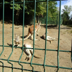 pokaż obrazek - Wycieczka do ZOO