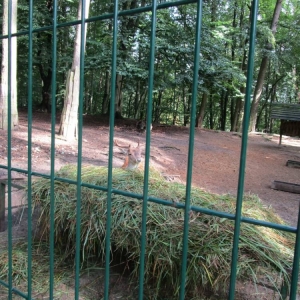 pokaż obrazek - Wycieczka do ZOO