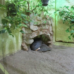 pokaż obrazek - Wycieczka do ZOO