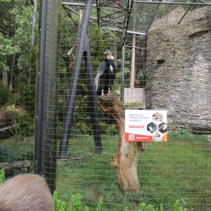 pokaż obrazek - Wycieczka do ZOO