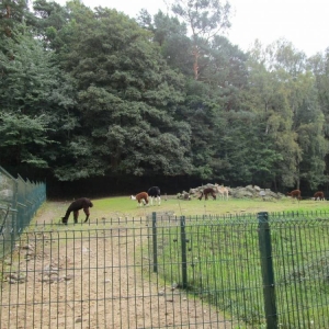 pokaż obrazek - Wycieczka do ZOO