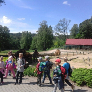 pokaż obrazek - 