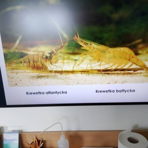 pokaż obrazek - Wycieczka do Akwarium Gdyńskiego