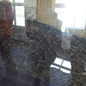 pokaż obrazek - Muzeum Stutthof w Sztutowie