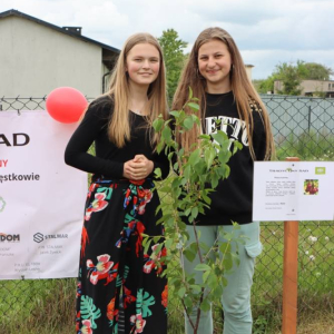pokaż obrazek - Prezentacja drzewek
