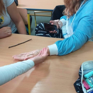 pokaż obrazek - Patyczaki