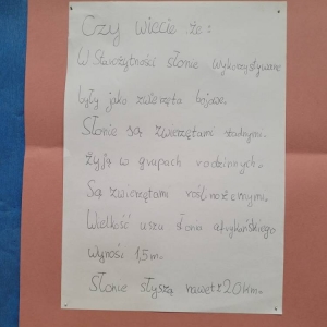 pokaż obrazek - Informacja o słoniach