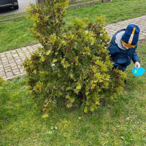 pokaż obrazek - Poszukiwania wielkanocnego zajączka