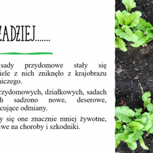 pokaż obrazek - 